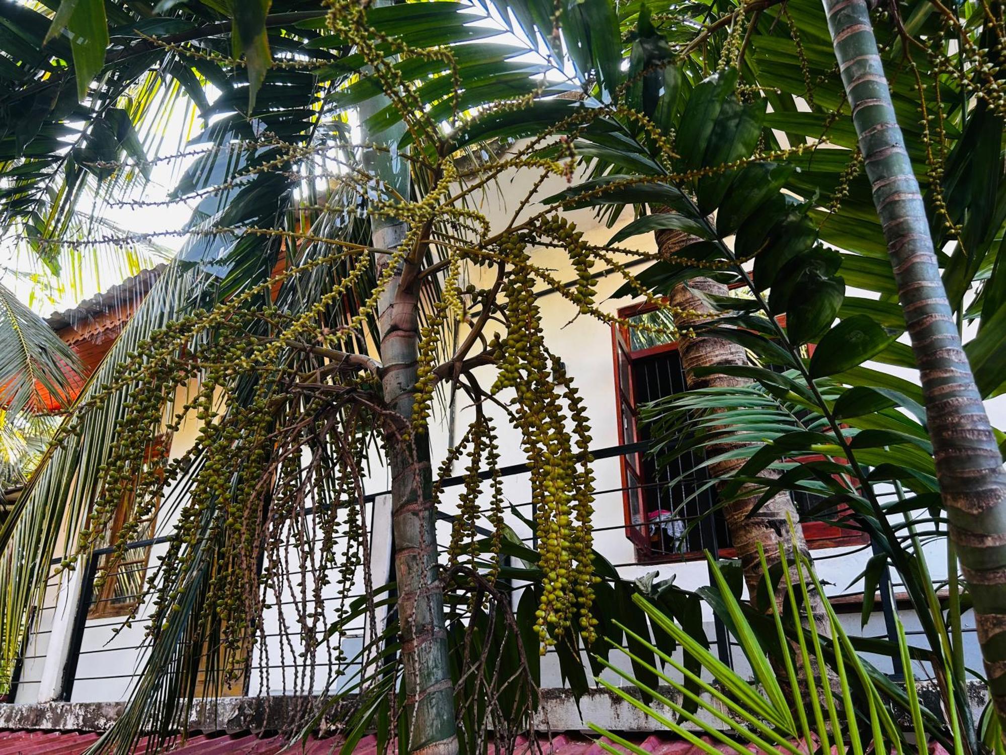 Pearl Bungalow Trincomalee Exteriér fotografie